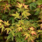 Javor dlaňolistý (Acer palmatum) ´LITTLE PRINCESS´ - výška 50-60 cm, ⌀ 80-90 cm, kont. C25L